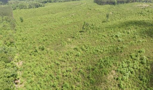 Photo #23 of SOLD property in New Grove Rd, Kenbridge, VA 58.0 acres