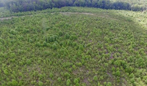 Photo #4 of SOLD property in New Grove Rd, Kenbridge, VA 58.0 acres