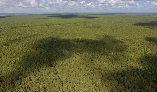 Photo #10 of SOLD property in Off New Lake Road, Belhaven, NC 60.0 acres