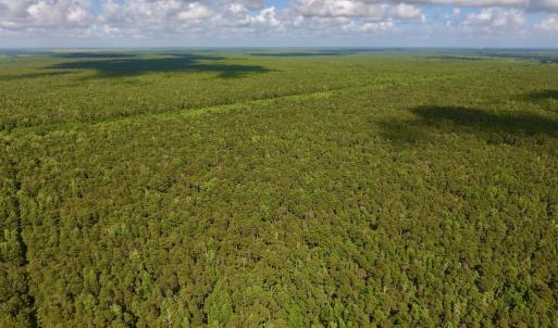 Photo #11 of SOLD property in Off New Lake Road, Belhaven, NC 60.0 acres
