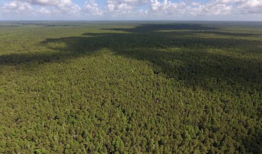 Photo #12 of SOLD property in Off New Lake Road, Belhaven, NC 60.0 acres
