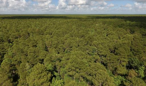 Photo #16 of SOLD property in Off New Lake Road, Belhaven, NC 60.0 acres