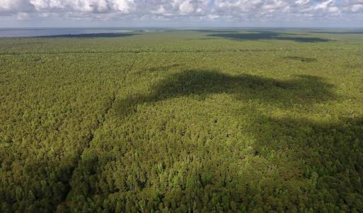 Photo #9 of SOLD property in Off New Lake Road, Belhaven, NC 60.0 acres