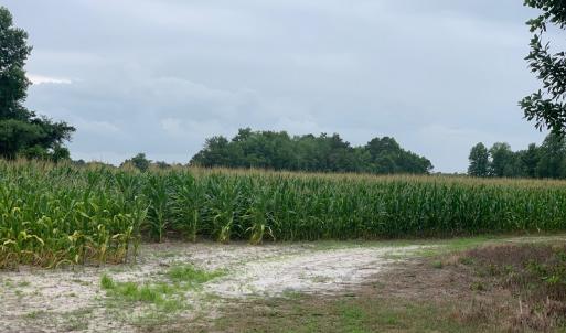 Photo #1 of SOLD property in Off Singletary Road, Whiteville, NC 37.0 acres