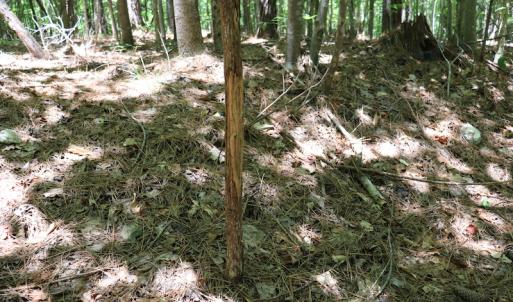 Photo #9 of SOLD property in Off Pumping Station Road, Sanford, NC 35.0 acres