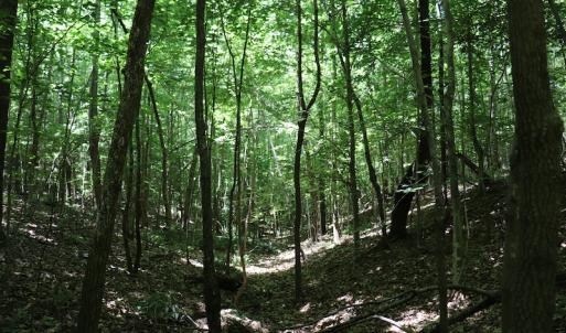 Photo #11 of SOLD property in Off Pumping Station Road, Sanford, NC 35.0 acres