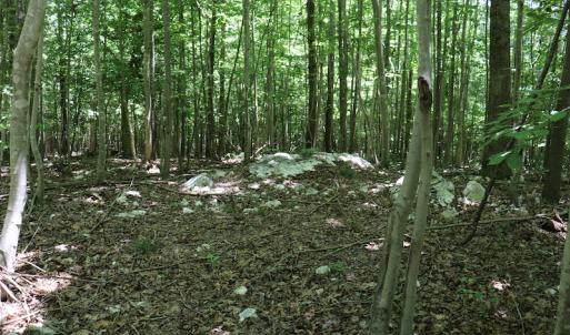 Photo #12 of SOLD property in Off Pumping Station Road, Sanford, NC 35.0 acres