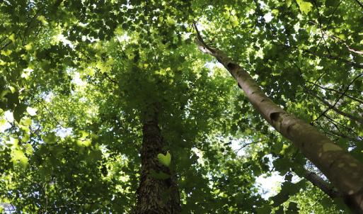 Photo #14 of SOLD property in Off Pumping Station Road, Sanford, NC 35.0 acres