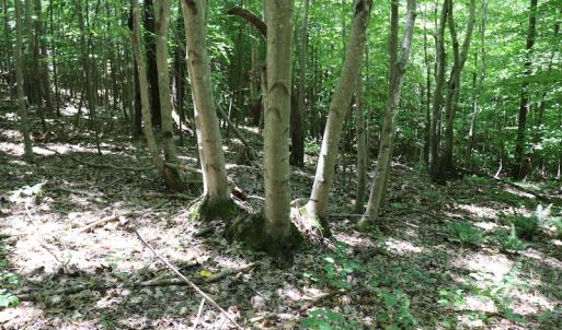 Photo #18 of SOLD property in Off Pumping Station Road, Sanford, NC 35.0 acres