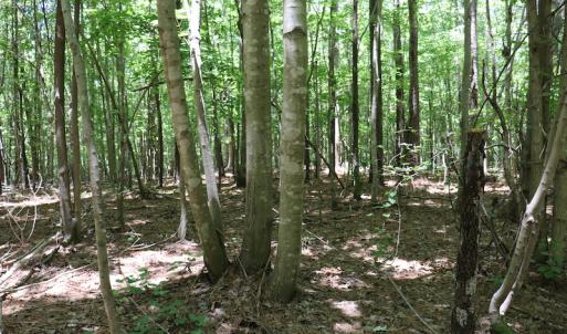 Photo #21 of SOLD property in Off Pumping Station Road, Sanford, NC 35.0 acres