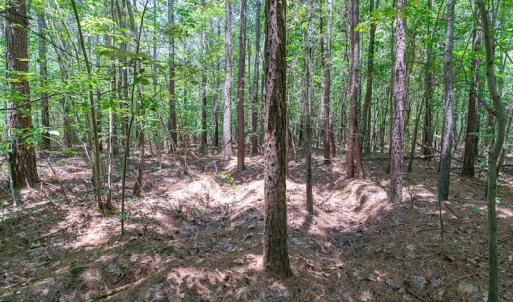 Photo #18 of SOLD property in Off Garrett Road, Liberty, NC 14.4 acres