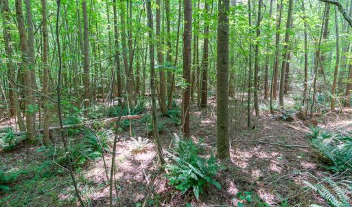 Photo #19 of SOLD property in Off Garrett Road, Liberty, NC 14.4 acres