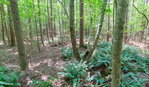 Photo #32 of SOLD property in Off Garrett Road, Liberty, NC 14.4 acres