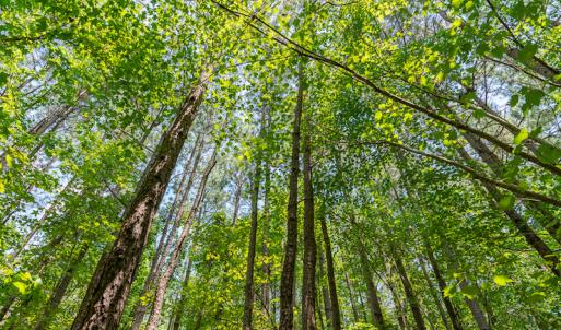 Photo #36 of SOLD property in Off Garrett Road, Liberty, NC 14.4 acres