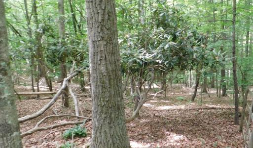 Photo #16 of SOLD property in 1554 Union Church Road, Ferrum, VA 7.3 acres