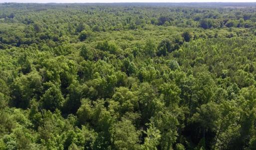 Photo #10 of SOLD property in Off Western Mill Road, Lawrenceville, VA 40.2 acres