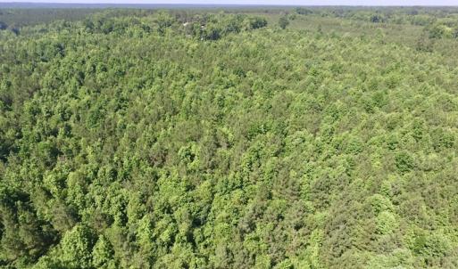 Photo #12 of SOLD property in Off Western Mill Road, Lawrenceville, VA 40.2 acres