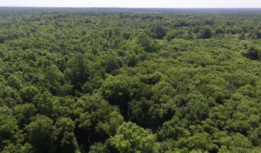 Photo #13 of SOLD property in Off Western Mill Road, Lawrenceville, VA 40.2 acres