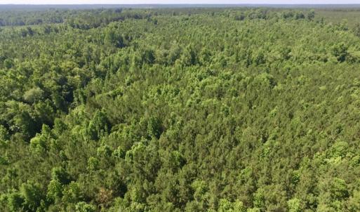 Photo #14 of SOLD property in Off Western Mill Road, Lawrenceville, VA 40.2 acres