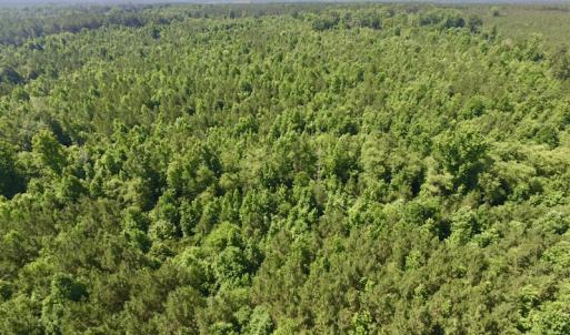 Photo #17 of SOLD property in Off Western Mill Road, Lawrenceville, VA 40.2 acres