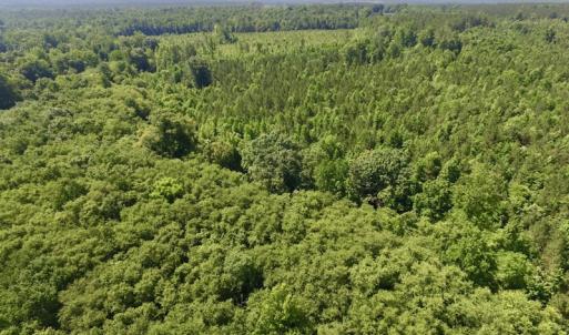 Photo #18 of SOLD property in Off Western Mill Road, Lawrenceville, VA 40.2 acres