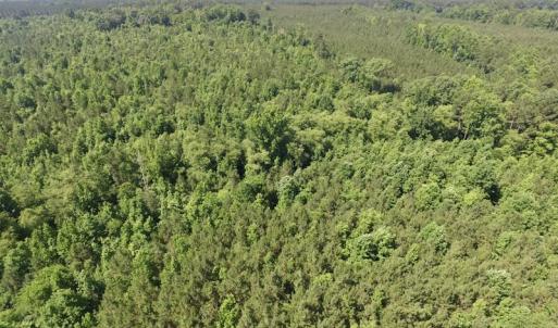 Photo #20 of SOLD property in Off Western Mill Road, Lawrenceville, VA 40.2 acres
