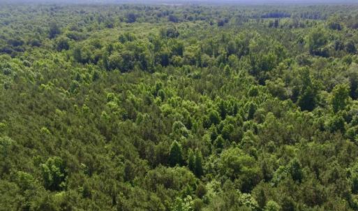 Photo #21 of SOLD property in Off Western Mill Road, Lawrenceville, VA 40.2 acres