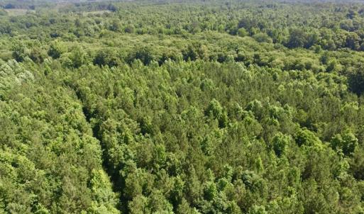 Photo #27 of SOLD property in Off Western Mill Road, Lawrenceville, VA 40.2 acres
