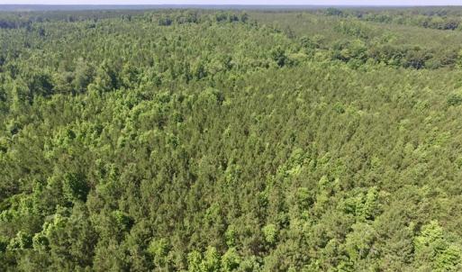 Photo #31 of SOLD property in Off Western Mill Road, Lawrenceville, VA 40.2 acres
