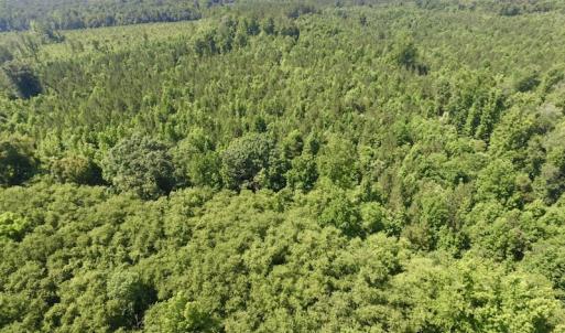 Photo #32 of SOLD property in Off Western Mill Road, Lawrenceville, VA 40.2 acres