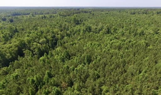 Photo #36 of SOLD property in Off Western Mill Road, Lawrenceville, VA 40.2 acres