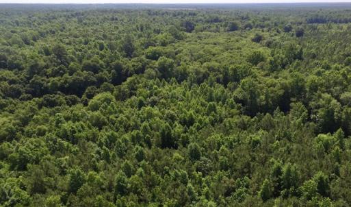 Photo #38 of SOLD property in Off Western Mill Road, Lawrenceville, VA 40.2 acres