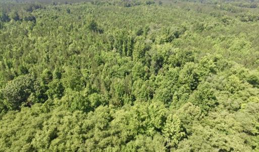 Photo #4 of SOLD property in Off Western Mill Road, Lawrenceville, VA 40.2 acres