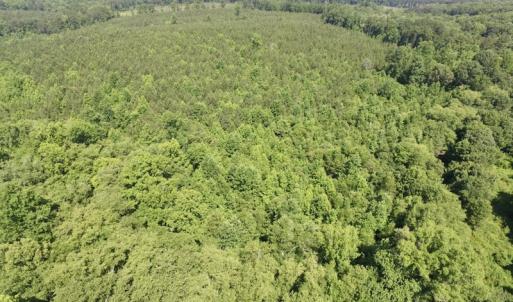 Photo #40 of SOLD property in Off Western Mill Road, Lawrenceville, VA 40.2 acres