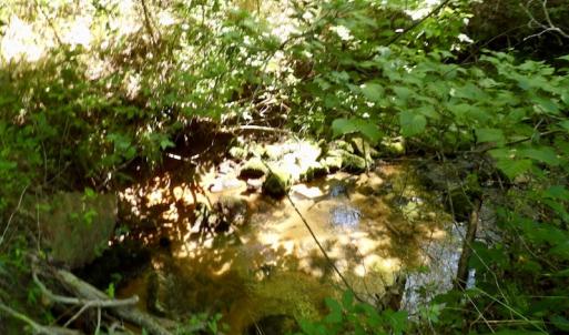Photo #41 of SOLD property in Off Western Mill Road, Lawrenceville, VA 40.2 acres