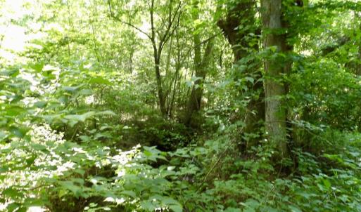 Photo #42 of SOLD property in Off Western Mill Road, Lawrenceville, VA 40.2 acres