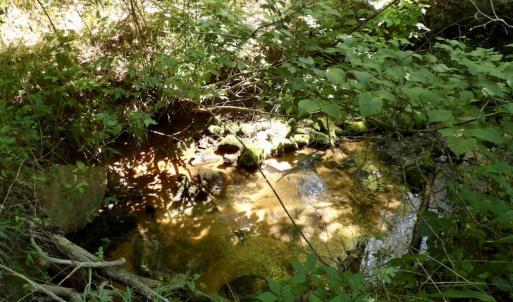 Photo #44 of SOLD property in Off Western Mill Road, Lawrenceville, VA 40.2 acres