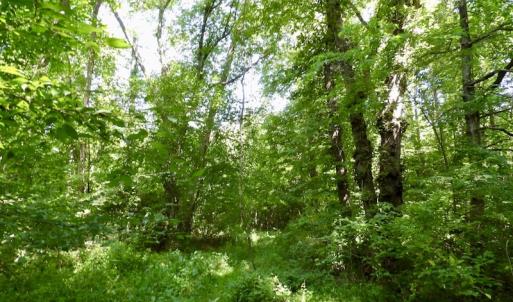 Photo #45 of SOLD property in Off Western Mill Road, Lawrenceville, VA 40.2 acres