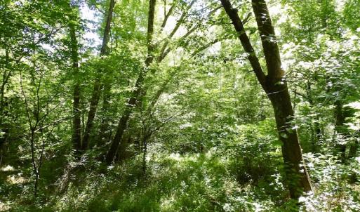 Photo #46 of SOLD property in Off Western Mill Road, Lawrenceville, VA 40.2 acres