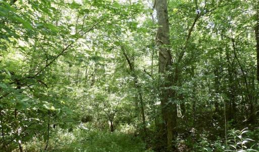 Photo #47 of SOLD property in Off Western Mill Road, Lawrenceville, VA 40.2 acres