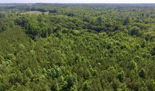 Photo #7 of SOLD property in Off Western Mill Road, Lawrenceville, VA 40.2 acres