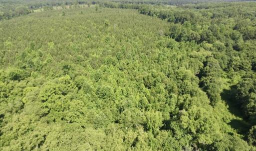 Photo #8 of SOLD property in Off Western Mill Road, Lawrenceville, VA 40.2 acres