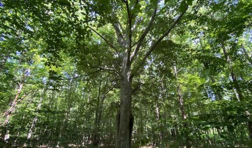 Photo #12 of SOLD property in 1540 Freeman Road, Whaleyville, VA 3.0 acres