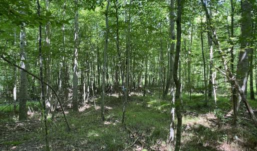Photo #14 of SOLD property in 1540 Freeman Road, Whaleyville, VA 3.0 acres