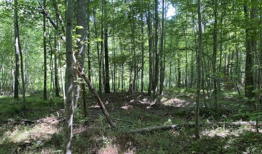 Photo #15 of SOLD property in 1540 Freeman Road, Whaleyville, VA 3.0 acres