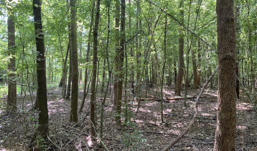 Photo #17 of SOLD property in 1540 Freeman Road, Whaleyville, VA 3.0 acres