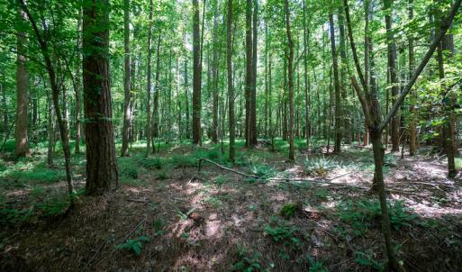 Photo #34 of SOLD property in Off Mt Carmel Road, Carthage, NC 6.3 acres
