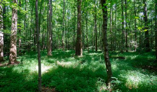 Photo #35 of SOLD property in Off Mt Carmel Road, Carthage, NC 6.3 acres