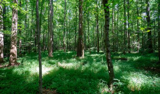 Photo #35 of SOLD property in Off Mt Carmel Road, Carthage, NC 6.3 acres