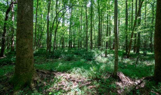 Photo #36 of SOLD property in Off Mt Carmel Road, Carthage, NC 6.3 acres